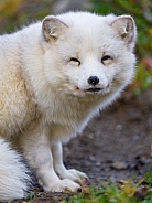 Arctic fox posing