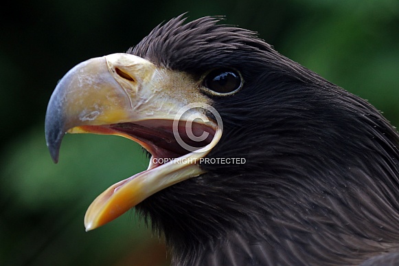 Steller's sea eagle (Haliaeetus pelagicus)