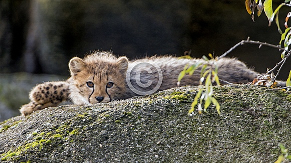 Cheetah Cub Resting on Rock Cheetah Cub Resting on Rock