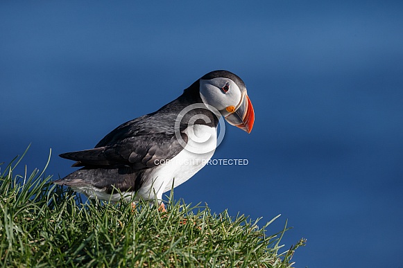 Puffin