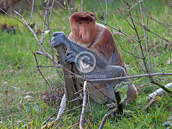 Proboscis monkey (Nasalis larvatus) Proboscis monkey (Nasalis larvatus)