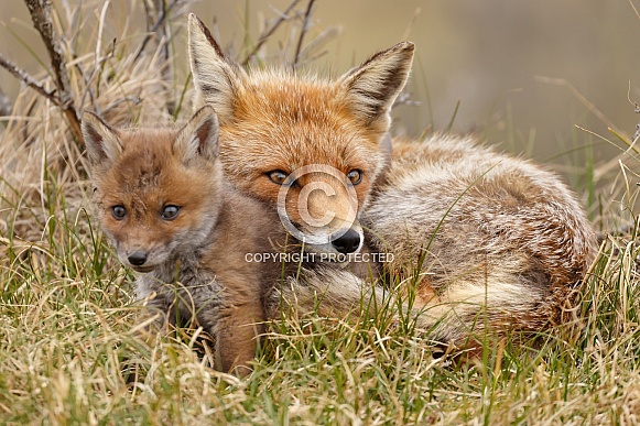 Red Fox Cubs Red Fox Cubs