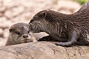 Mother and Baby Asian Short Clawed Otter