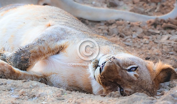 Playful lion cub Playful lion cub