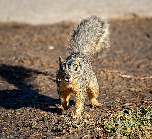 Squirrel