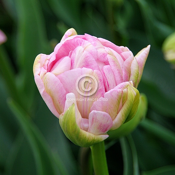 Tulip