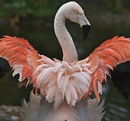 Chilean Flamingo