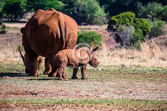 White Rhino mother and calf