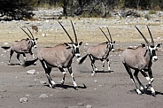 Group of Gemsbok running - Namibia