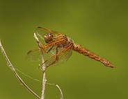 Flame Skimmer