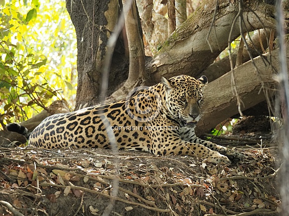 Jaguar