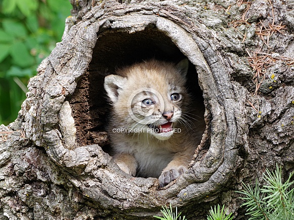 Siberian lynx kitten