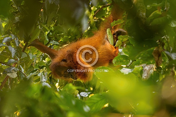 Sumatran orangutan in the nature habitat