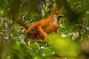 Sumatran orangutan in the nature habitat