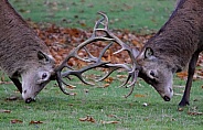 Rutting Red Deer Stag