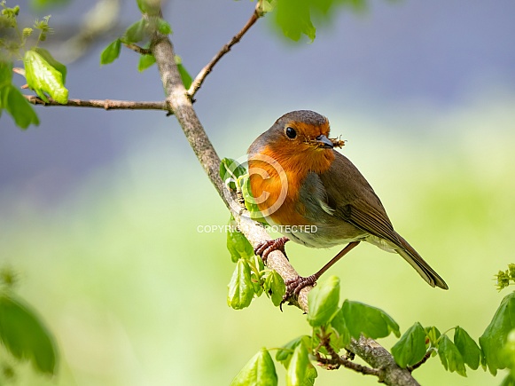 European Robin