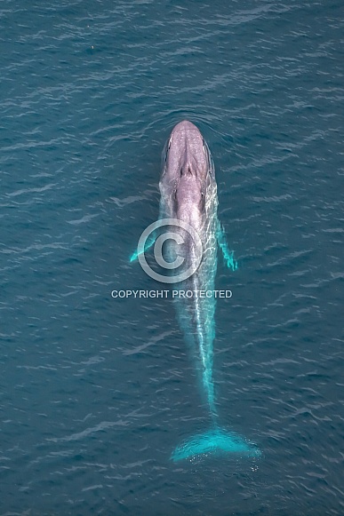 Blue whale Blue whale