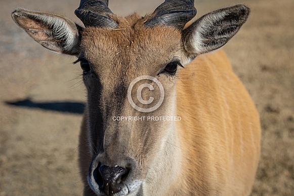 Common Eland