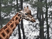 Kordofan Giraffe