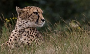 Cheetah (Acinonyx Jubatus Jubatus)