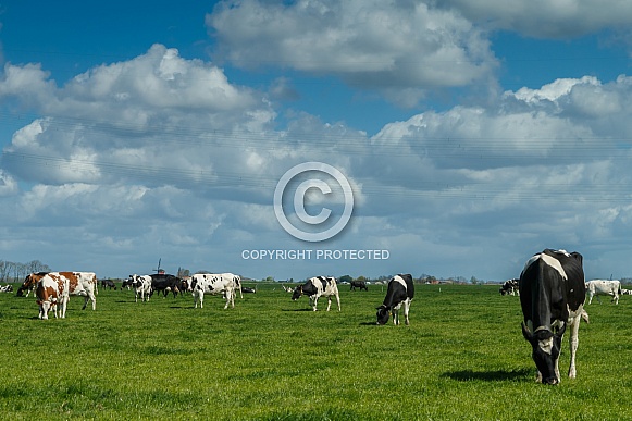 Dutch Cow and Cows