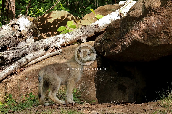 Wolf and Wolf Pups