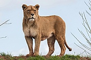 African Lioness Standing On Top Of A Hill Full Body