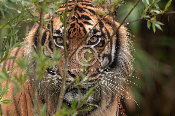 Sumatran Tiger Peeking Through Bushes
