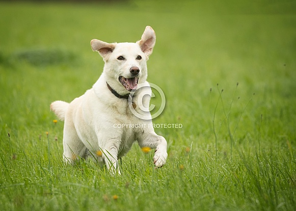 Yellow Labrador