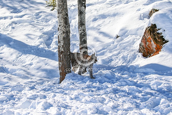 Siberian Bobcat in the snow Siberian Bobcat in the snow