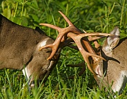White tail deer