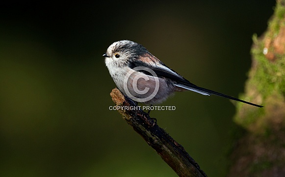 Long tailed tit