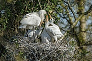 The Eurasian spoonbill