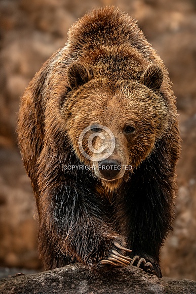 Brown Bear