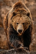 Brown Bear