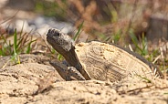 Wild adult Florida gopher tortoise - Gopherus polyphemus basking in sun