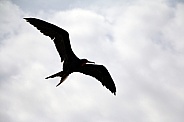Frigatebird - Fregata magnificenssilhouette