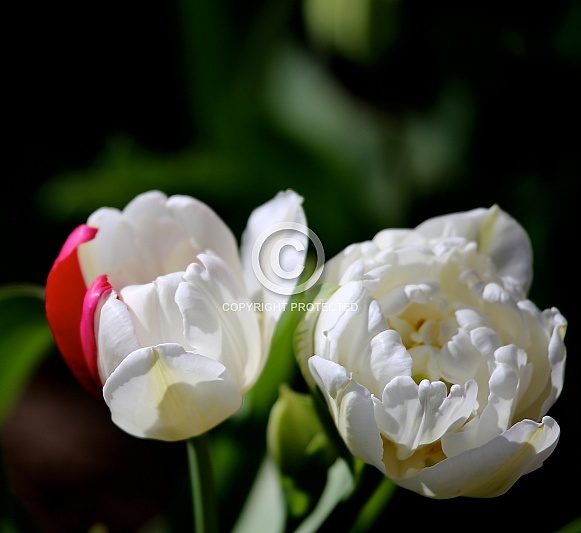 Lovely Tulips Lovely Tulips