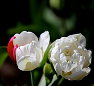 Lovely Tulips