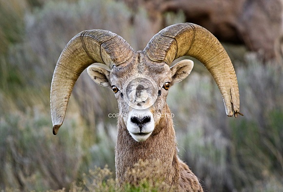 Bighorn Sheep Bighorn Sheep