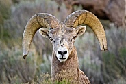 Bighorn Sheep