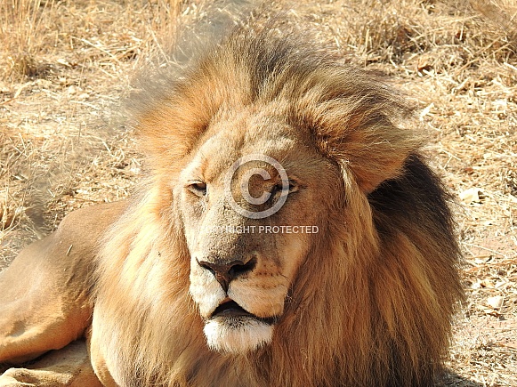 Tawny Lion Male Tawny Lion Male