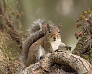 Squirrel on tree