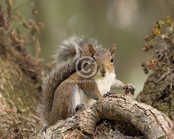 Squirrel on tree