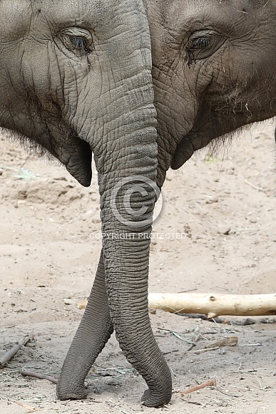 Two baby elephants (Elephas maximus)