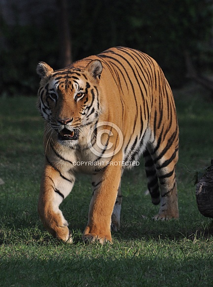 Royal Bengal Tiger