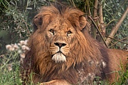 African Lion Lying In Foliage