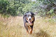 Burnese Mountain Dog