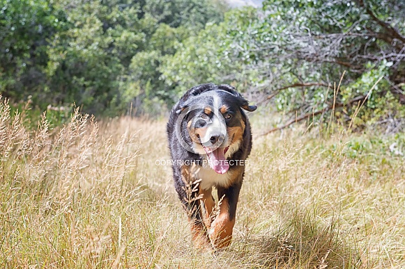 Burnese Mountain Dog Burnese Mountain Dog