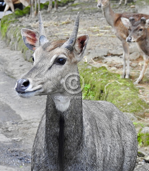 Nilgai Nilgai